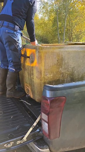 🌿 Neue „Landschaftspfleger“ in Stralsund! 🐟 Über 500 Spiegelkarpfen wurden in die Stralsunder Stadtteiche eingesetzt – als natürliche Helfer gegen das wuchernde Hornkraut. 💪 Die Fische wühlen beim Fressen den Teichboden auf und verhindern so, dass sich zu viele Wasserpflanzen ausbreiten. 🌊 Eingesetzt wurden sie vom Verein der Stralsunder Angelfreunde e. V. im Auftrag der Hansestadt Stralsund. 🎣 Bitte beachten: Gefangene Spiegelkarpfen erkennt ihr an den wenigen Schuppen am Rücken und Schwan