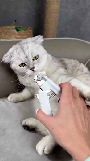 how to cut your cats claws tutorial ✨ #howto #tiktokcats #foryoupage #tiktok #tiktokjapan #cats #cat #catsoftiktok #catlover #catsvideo #meow #catmeow #tiktokviral #tiktok #mostview #youtubeshorts #viral #viraltiktok