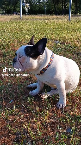 Cute French Bulldog Moments That Melt Your Heart