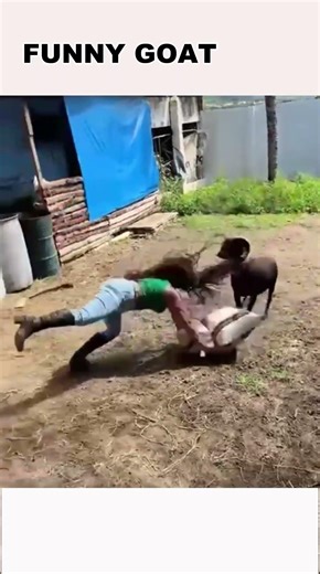Funny Goat 😂