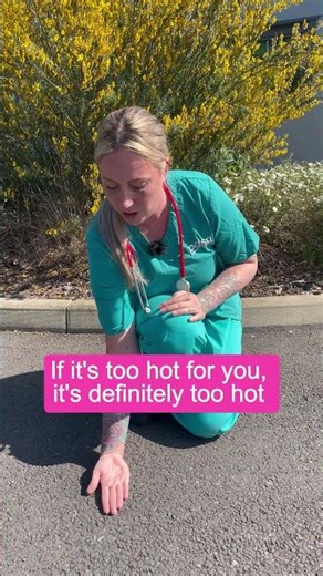 How hot is too hot to walk your dog? | PDSA