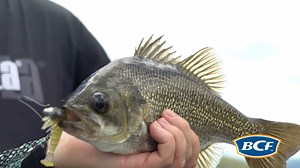 246 reactions · 21 comments | If you're chasing Aussie Bass in impoundments, here's a little tip from Ifish that'll make sure you have the best chance of catching a PB fish, without spooking the school  Don't forget that the Bass season in NSW and QLD is now open! 拾 | BCF - Boating, Camping, Fishing | Facebook