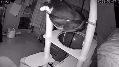 Cat condo collapses on bed in Bangkok, Thailand