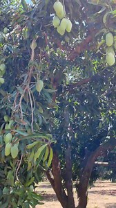 Así se comporta un árbol de mango manila que está a un lado de un árbol de mango haden | Mangos Ramos