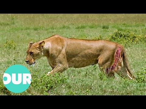 Warthog Almost Kills Pregnant Lion | Our World