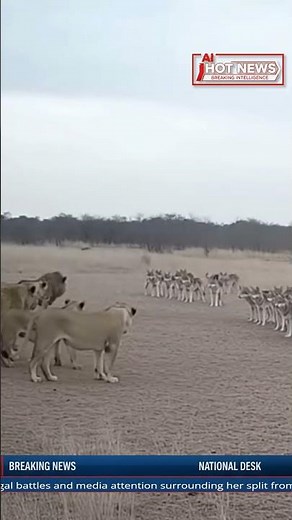 20 Wolves try Attack Lion Pride in a Fierce Battle Caught on Camera