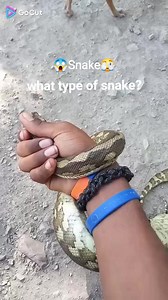 15K views · 124 reactions | Herry & the carpet snake﫣 #snake | Sinegai Ladypaulson | Facebook