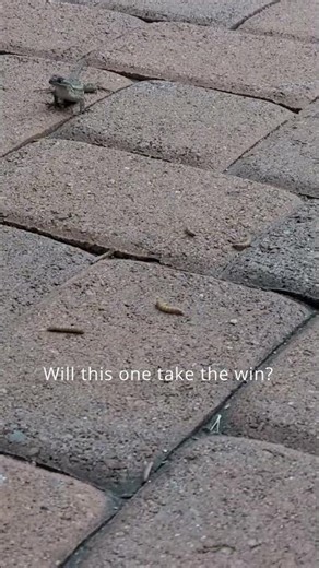 In a World of Hunger… Two Lizards Collide 🎬