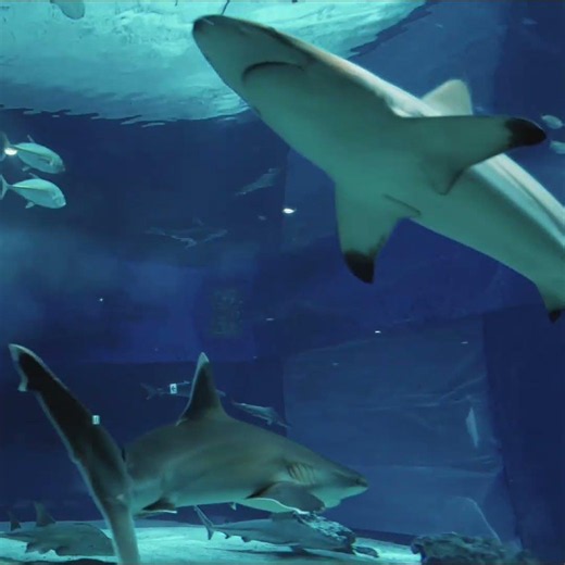 在鯊魚池前放空30秒｜沖繩美麗海水族館｜Relaxing Aquarium Music｜2026/06/24｜Insta360 Luna Ultra #療癒 #shark #shorts