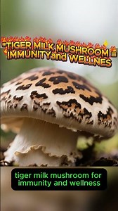 “The Coffee That Boosts Hormones Naturally!” #SuperRootCoffee #MacaRoot #TongkatAli