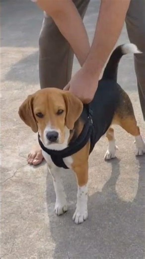 Beagle dog naughtyness#beaglebreed #funny#beagledogbreed #puppy#funnyanimal#dog