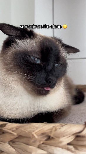 Dobby the Cat: Funny TikTok Moments