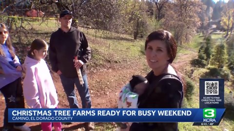 California Christmas tree farms prepare for busy weekend