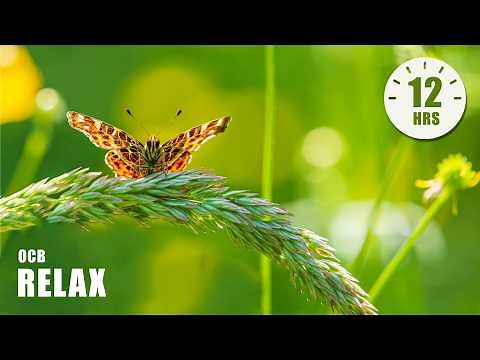 12 Hours of Relaxing Music - Piano Music for Stress Relief, Sleep Music, Meditation Music (Patricia)