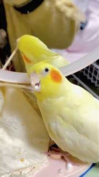 When Cockatiels Get Mischievously Clumsy! 🦜😂
