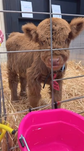 Rocking L Miniature Cattle on Instagram: "ROCKING L RANCH / microminicattle.com - First To Clone Highland Cattle - 15 Micro Highlands Cloned - The Home Of Ohno™️ - Residence To “The Legacy Herd™️” Together, we are living in a changing world where an empowerment movement is happening, and a new frontier of independence, sustainability, and history is taking shape! We are proud to be here for all of you who see safety, success, comfort, and sustainability in what we have to offer with our tiny cat