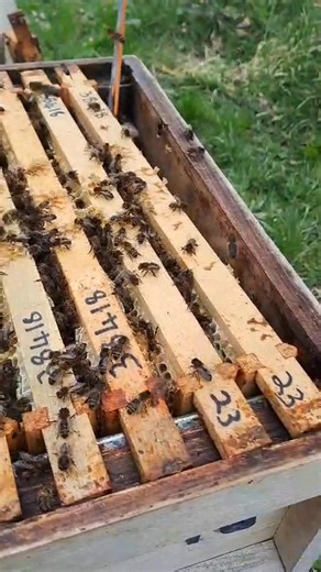 A standard hive tool, levering groups of frames using the hive wall helps minimise crushing bees compared to moving frames individually. | BBKA - The British Beekeepers Association