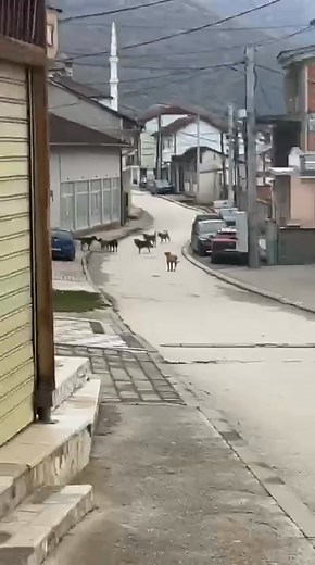 Dergur ne inbox a de mare dekush masa per kto qent endacak frigohen femijet ne shkoll me shku ka čila rug me shku shpi xhdo rug me qen afer shkolles kto jan cereku | Dobërdoll