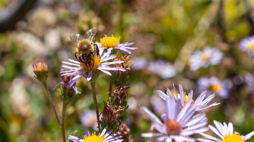 What Makes Queen Bees So Smart?