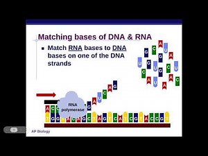 AP Bio 6.3 and 6.4 Transcription, RNA Processing and Translation Dr. Joseph
