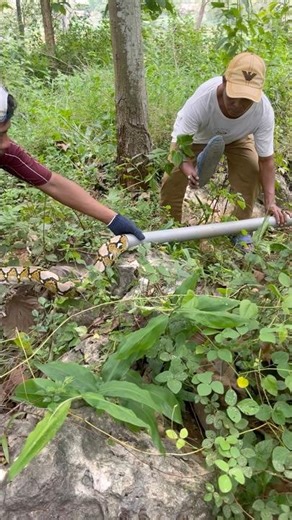 python rescue #shortanimals