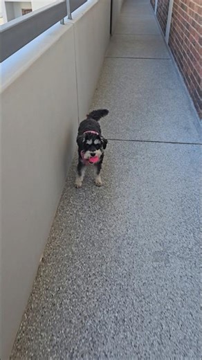 Miniature Schnauzer Loves Her Pink Ball