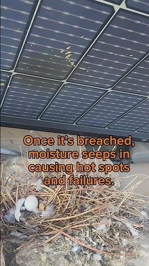 How pigeons Damage Solar Panel Backsheets #lasvegas #solar