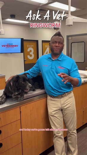 Think your pet might have ringworm? 🐾⚠️ Watch Dr. Hodges explain the signs—and remember, it can spread to humans, so head to the vet right away. #petsmartveterinaryservices #askavet #anythingforpets