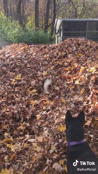 Dogs Jumping in Leaves - Funny Dog Compilation