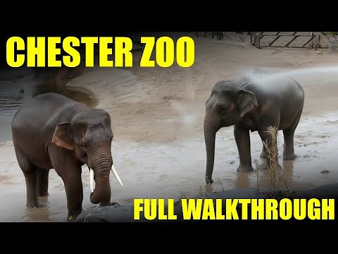 Chester Zoo Walking Tour - The Best Zoo in the Uk - Full Walkthrough