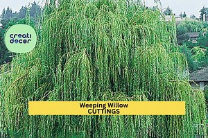 5 Weeping Willow Trees | Salix Babylonica Bare Root | 14–24" Bright Green Starter Trees | Fast Growing Landscape Tree - Etsy