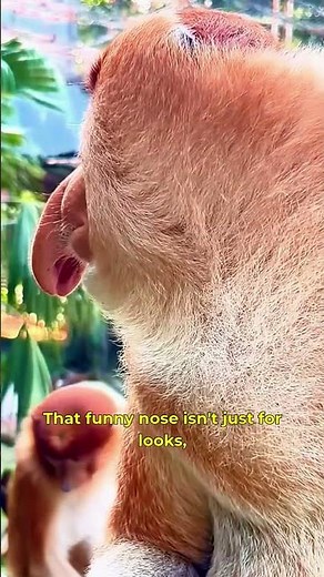 Proboscis Monkey | The Big Nosed Primate You Never Knew Existed