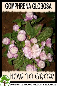 Gomphrena globosa - How to grow & care