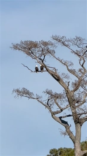 Grand Hotel Golf Resort & Spa, Autograph Collection on Instagram: "On the 7th day before Christmas, Lakewood Club gave to me: two bald eagles perched majestically in a tree. 🦅 🦅"