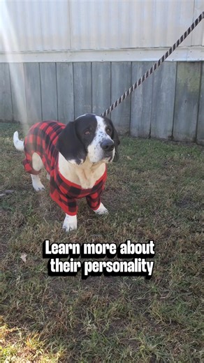 Brighten the life of a Shelter Pet with a NACC Slumber Pack. Take a dog home for a sleepover for up to 72 hours to give them a break from the stress of shelter life and help learn more about them in a home environment. Take lots of photos for their adoption profile and help them find a loving home! If you don't want the Slumber party to end, ask about fostering until they find a loving home! Come meet adoptable dogs like Beethoven today at Norfolk Animal Care Center Adoption Hours are 1:30 to 6: