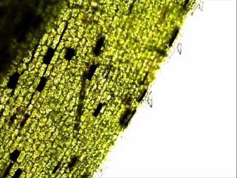 Elodea Plant Cells: How to Prepare a Wet Mount Microscope Slide