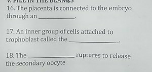 The placenta is connected to the embryo through an __.An inner... | Filo