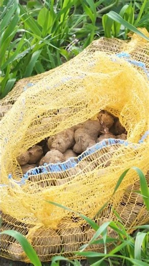 Why Rwanda’s Bet on Crop Biotechnology Signals Africa’s Next Investment Frontier #news #economy