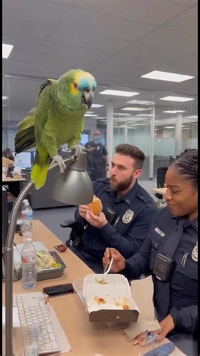 43K views · 1.2K reactions | Parrot & Cops – The Lunch Break Alibi #parrot #cops #funnypets #funny #police #funnyvideos #talkingparrot #funnyreels #ParrotComedy #parrotroastingcops | Parrot & Cops | Facebook