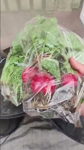 DIY Hydroponic System with PVC Pipes #shorts