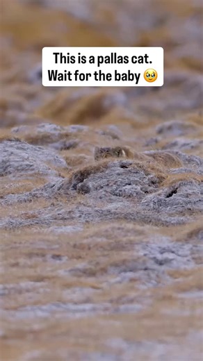 “Meet the Pallas’s cat — also called the Manul 🐾 It gets its name from Peter Pallas, the scientist who first described it. They are called the grumpiest cat in the world because of their flat face, small ears, and permanent ‘angry’ expression 😾 And wait… here comes the real boss — the tiny Manul babe 🐱 Same grumpy face, just extra cute. Proof that even the grumpiest cats make the cutest babies.” 💛 On an expedition with @voygrtravel #pallascat #manul #ladakh #wildlife #wildlifephotography | K