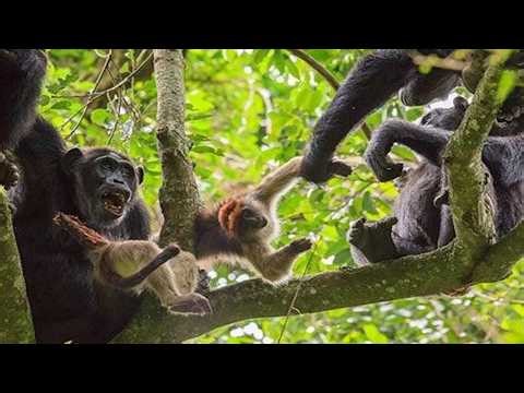 African Wildlife – Chimpanzees Hunt Colobus Monkeys