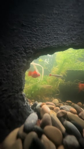 Caring for Pond Fish: Day 6 Updates