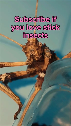 How to incubate stick insect eggs🧐#stickinsect #nature #insects #shorts #fyp