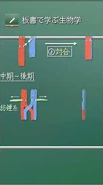 A process unique to meiosis #bivalent chromosomes #synapsis #crossover #meiosis #high school biology