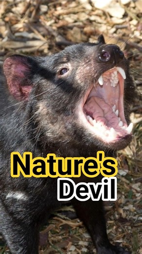 Tasmanian Devil: Scary Voice, Vital Role#shorts