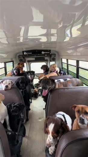 Wednesday Dog Snacks on the Dog Bus with LaGanzie and Maximus