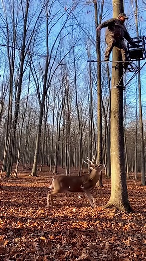 The hunter was ready, but the deer was readier. Instead of offering a broadside shot, the buck attacked the infrastructure. It rammed the tree, sending a shockwave that snapped the stand's cables. The hunter fell from the sky, landing hard on the forest floor. The deer stood its ground, looming over the fallen man in a display of pure dominance. It’s a video that has hunters everywhere checking their safety harnesses. This video is created with AI. #fbreelsvideo #reelsvideo #HuntingFail #Karma #
