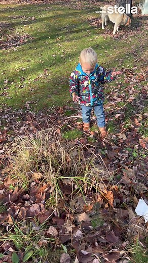 38K views · 1.4K reactions | *adult(ish) humor* Some day, many years from now, we will take Teddy out in public. | Dog Named Stella | Facebook