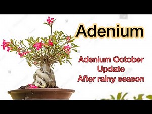 winter से पहले adenium में करे ये जरूरी काम